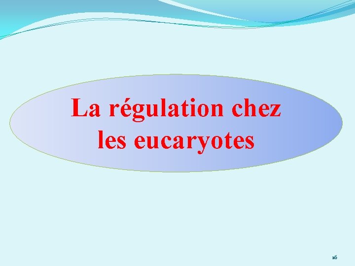 La régulation chez les eucaryotes 16 