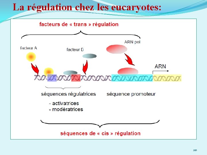 La régulation chez les eucaryotes: 20 