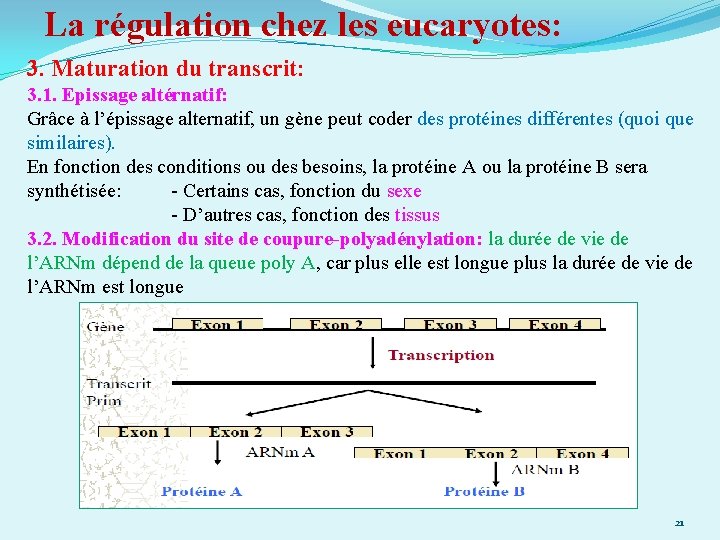 La régulation chez les eucaryotes: 3. Maturation du transcrit: 3. 1. Epissage altérnatif: Grâce