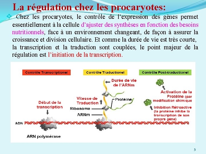 La régulation chez les procaryotes: v Chez les procaryotes, le contrôle de l’expression des