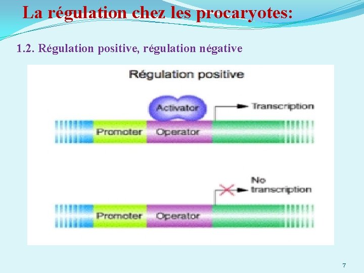 La régulation chez les procaryotes: 1. 2. Régulation positive, régulation négative 7 