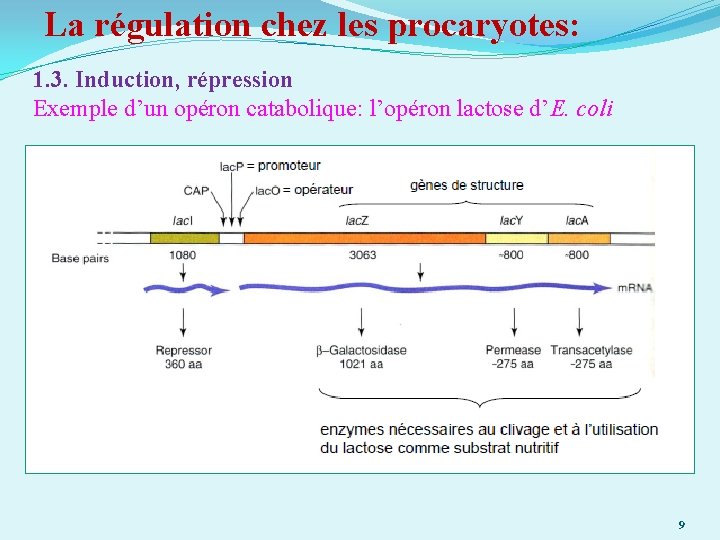 La régulation chez les procaryotes: 1. 3. Induction, répression Exemple d’un opéron catabolique: l’opéron