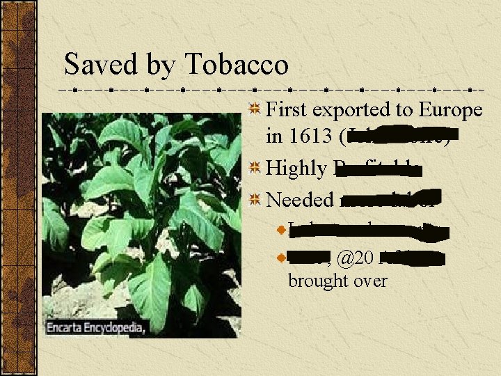 Saved by Tobacco First exported to Europe in 1613 (John Rolfe) Highly Profitable Needed