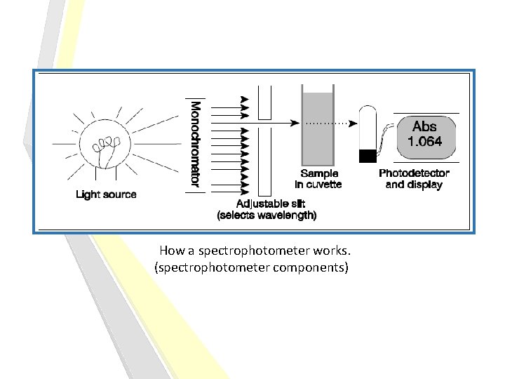 How a spectrophotometer works. (spectrophotometer components) 