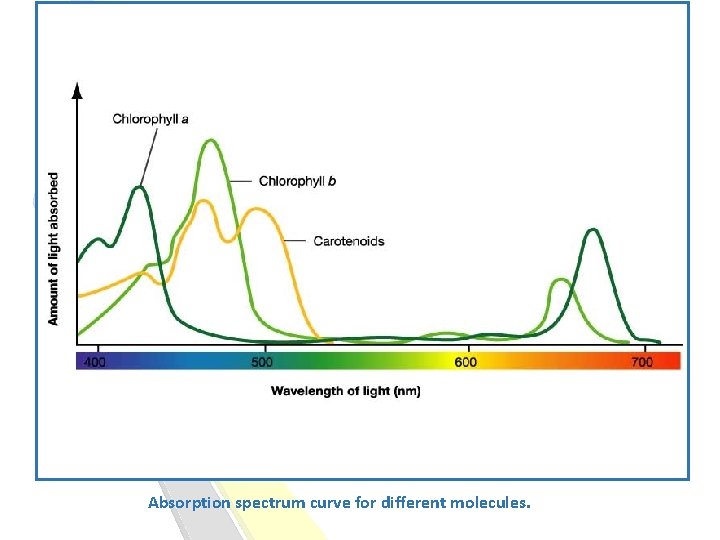 Absorption spectrum curve for different molecules. 