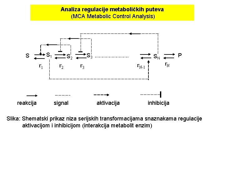 Analiza regulacije metaboličkih puteva (MCA Metabolic Control Analysis) S 1 S r 1 reakcija