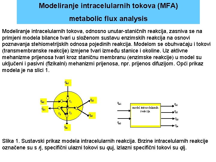 Modeliranje intracelularnih tokova (MFA) metabolic flux analysis Modeliranje intracelularnih tokova, odnosno unutar staničnih reakcija,