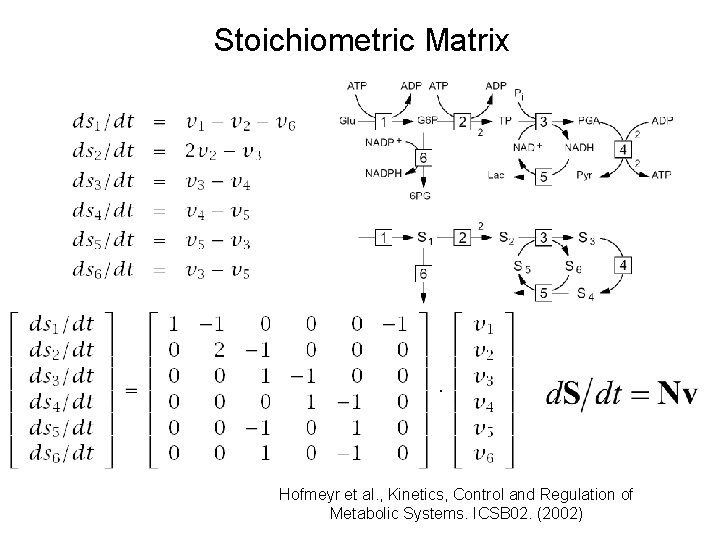 Stoichiometric Matrix Hofmeyr et al. , Kinetics, Control and Regulation of Metabolic Systems. ICSB