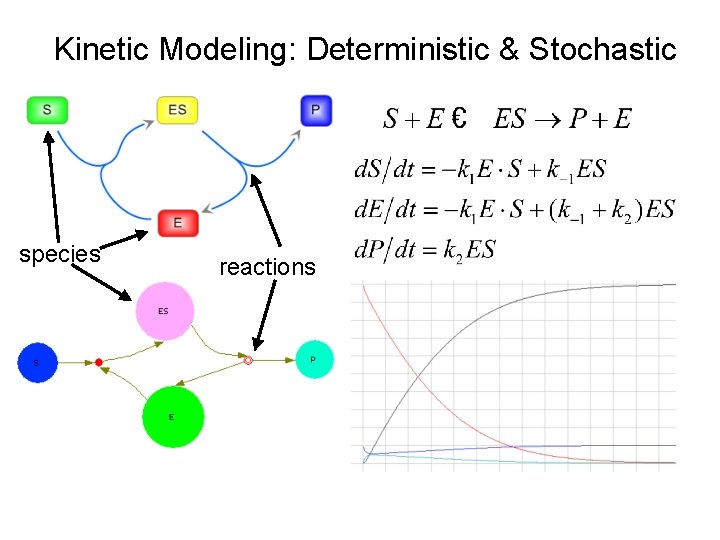 Kinetic Modeling: Deterministic & Stochastic species reactions 