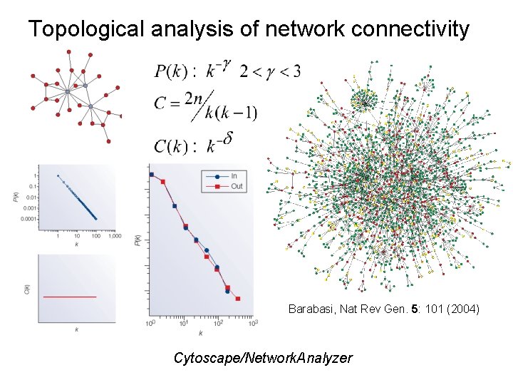 Topological analysis of network connectivity Barabasi, Nat Rev Gen. 5: 101 (2004) Cytoscape/Network. Analyzer