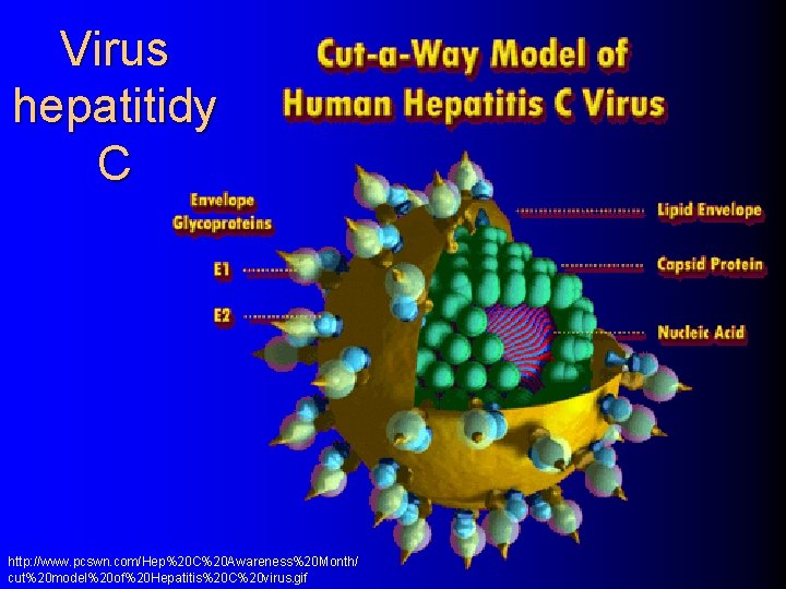 Virus hepatitidy C http: //www. pcswn. com/Hep%20 C%20 Awareness%20 Month/ cut%20 model%20 of%20 Hepatitis%20