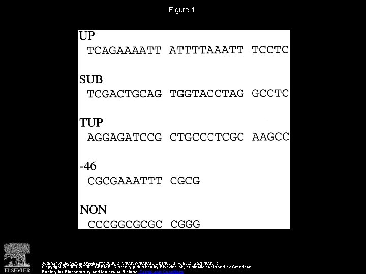 Figure 1 Journal of Biological Chemistry 2000 27516057 -16063 DOI: (10. 1074/jbc. 275. 21.