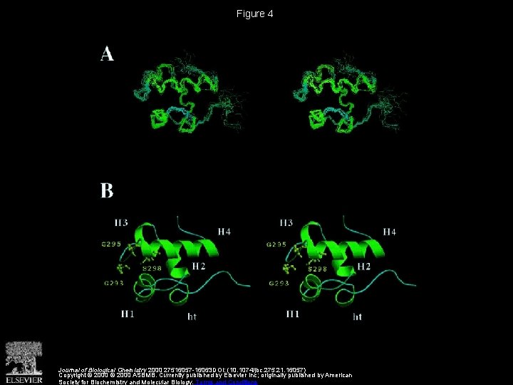 Figure 4 Journal of Biological Chemistry 2000 27516057 -16063 DOI: (10. 1074/jbc. 275. 21.