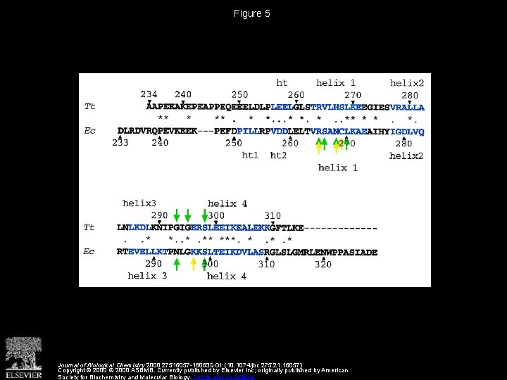 Figure 5 Journal of Biological Chemistry 2000 27516057 -16063 DOI: (10. 1074/jbc. 275. 21.