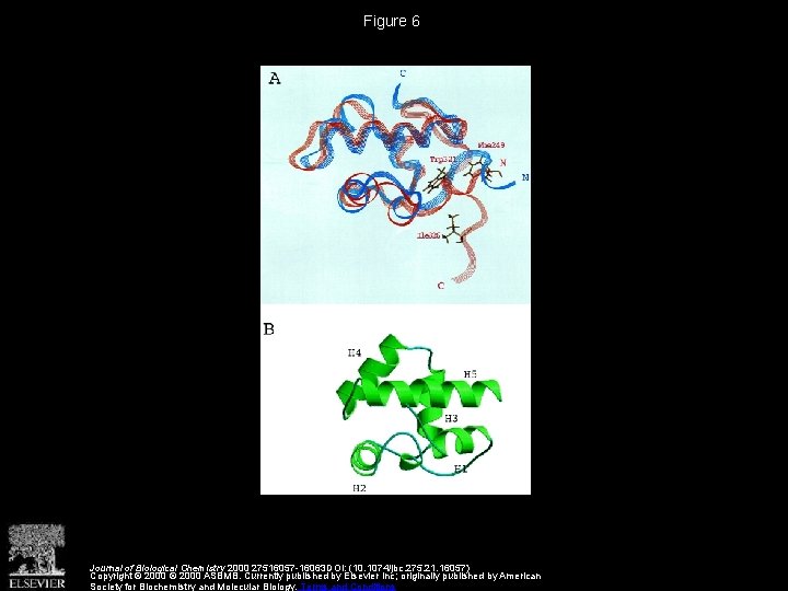 Figure 6 Journal of Biological Chemistry 2000 27516057 -16063 DOI: (10. 1074/jbc. 275. 21.