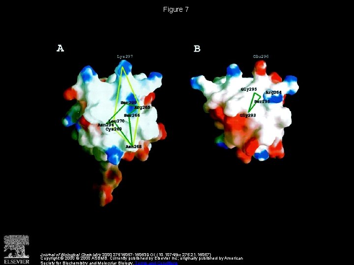 Figure 7 Journal of Biological Chemistry 2000 27516057 -16063 DOI: (10. 1074/jbc. 275. 21.