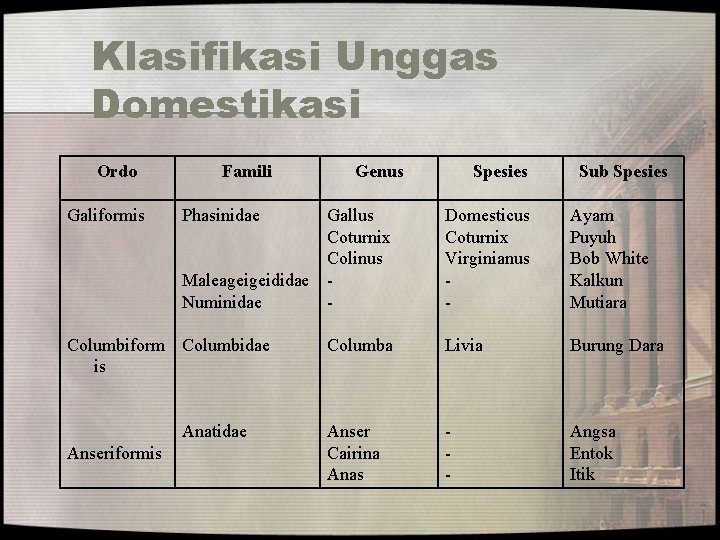 Klasifikasi Unggas Domestikasi Ordo Galiformis Famili Phasinidae Gallus Coturnix Colinus Maleageigeididae Numinidae - Columbiform