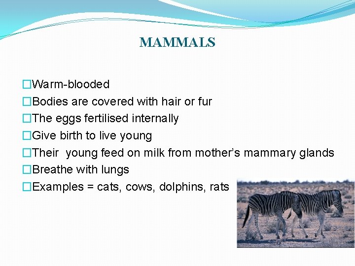 MAMMALS �Warm-blooded �Bodies are covered with hair or fur �The eggs fertilised internally �Give
