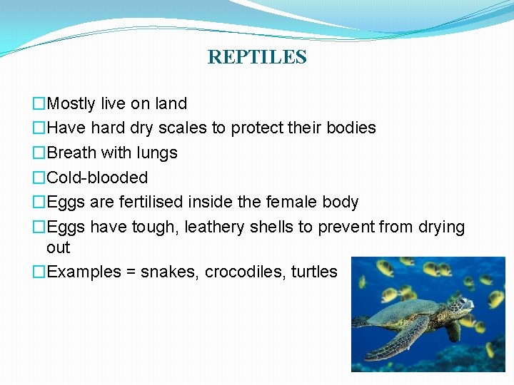 REPTILES �Mostly live on land �Have hard dry scales to protect their bodies �Breath