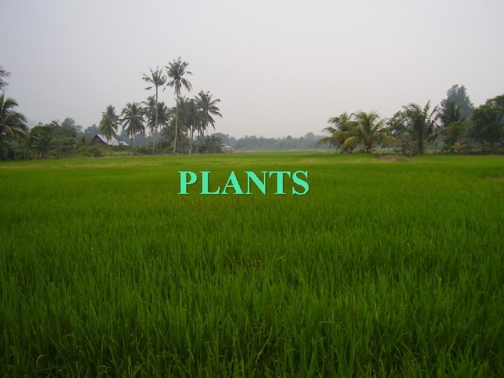 PLANTS 