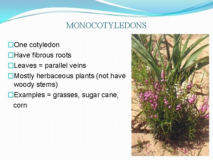 MONOCOTYLEDONS �One cotyledon �Have fibrous roots �Leaves = parallel veins �Mostly herbaceous plants (not