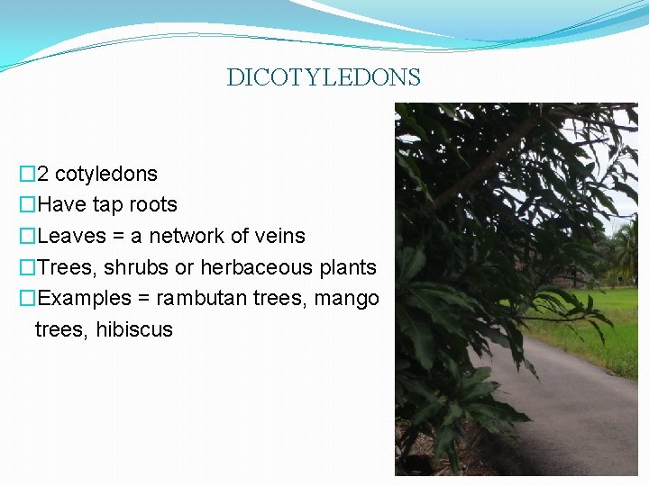 DICOTYLEDONS � 2 cotyledons �Have tap roots �Leaves = a network of veins �Trees,