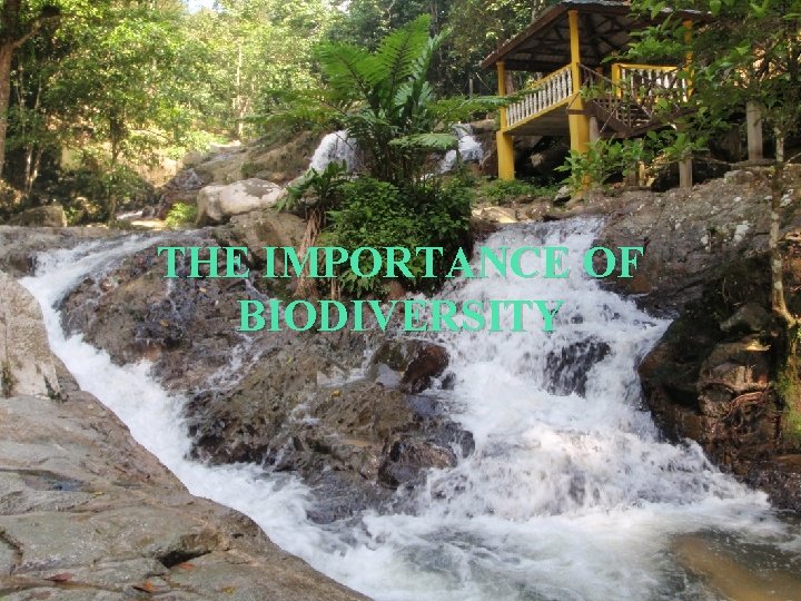 THE IMPORTANCE OF BIODIVERSITY 