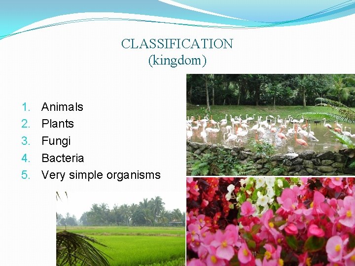 CLASSIFICATION (kingdom) 1. 2. 3. 4. 5. Animals Plants Fungi Bacteria Very simple organisms