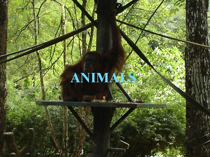 ANIMALS 