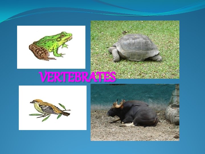 VERTEBRATES 