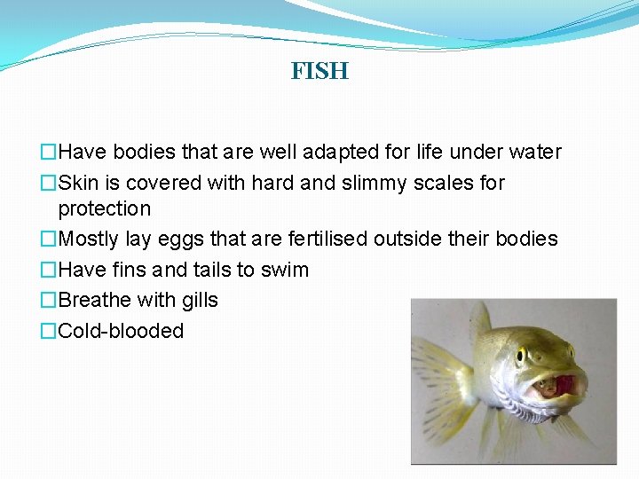 FISH �Have bodies that are well adapted for life under water �Skin is covered