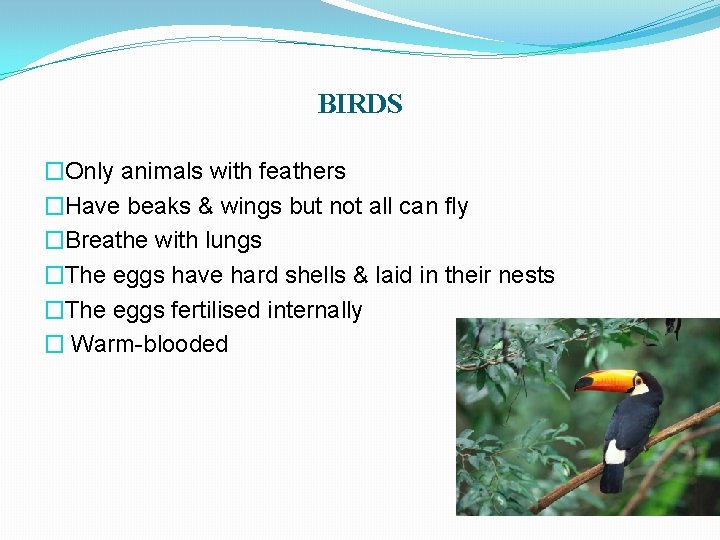 BIRDS �Only animals with feathers �Have beaks & wings but not all can fly