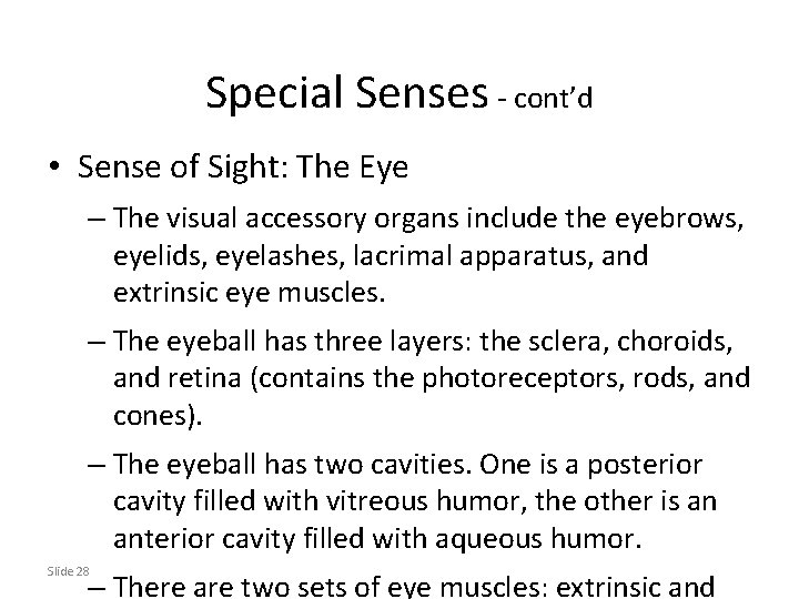 Special Senses - cont’d • Sense of Sight: The Eye – The visual accessory