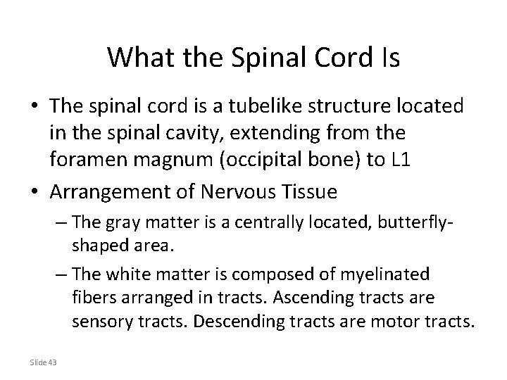 What the Spinal Cord Is • The spinal cord is a tubelike structure located