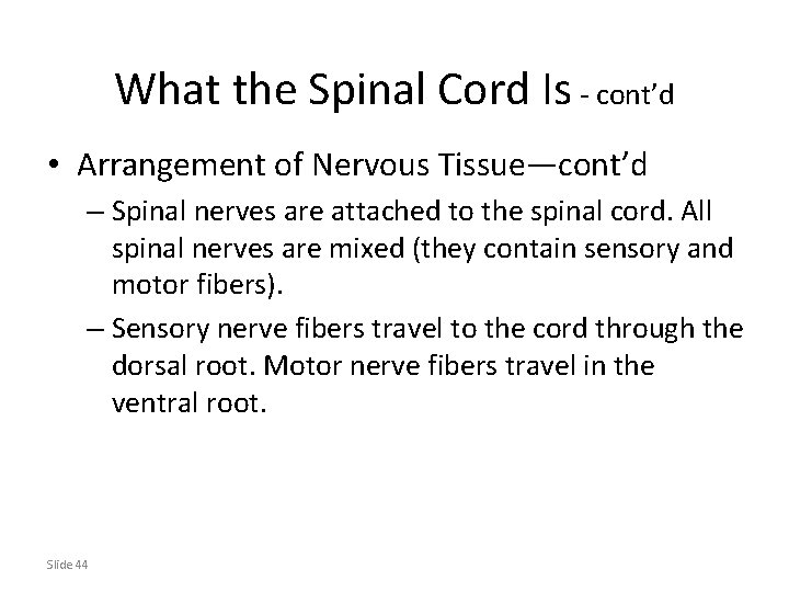 What the Spinal Cord Is - cont’d • Arrangement of Nervous Tissue—cont’d – Spinal