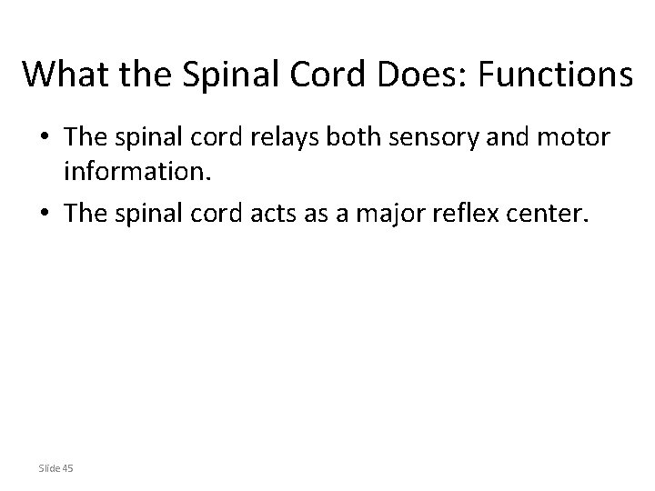 What the Spinal Cord Does: Functions • The spinal cord relays both sensory and