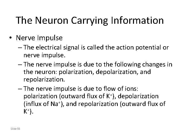 The Neuron Carrying Information • Nerve Impulse – The electrical signal is called the