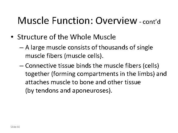 Muscle Function: Overview - cont’d • Structure of the Whole Muscle – A large