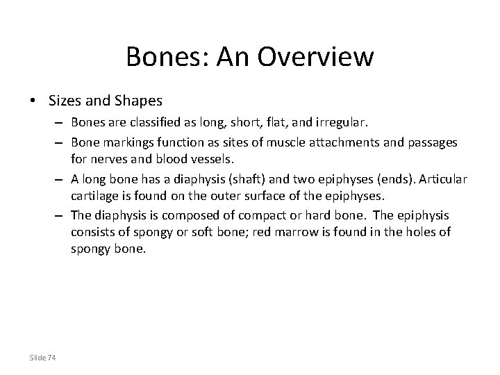 Bones: An Overview • Sizes and Shapes – Bones are classified as long, short,