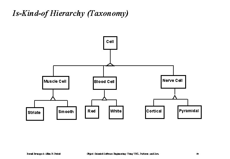 Is-Kind-of Hierarchy (Taxonomy) Cell Muscle Cell Striate Smooth Bernd Bruegge & Allen H. Dutoit
