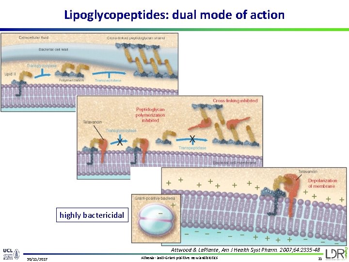 Lipoglycopeptides: dual mode of action highly bactericidal Attwood & La. Plante, Am J Health