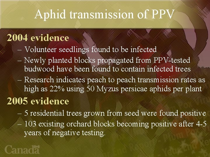 Aphid transmission of PPV 2004 evidence – Volunteer seedlings found to be infected –