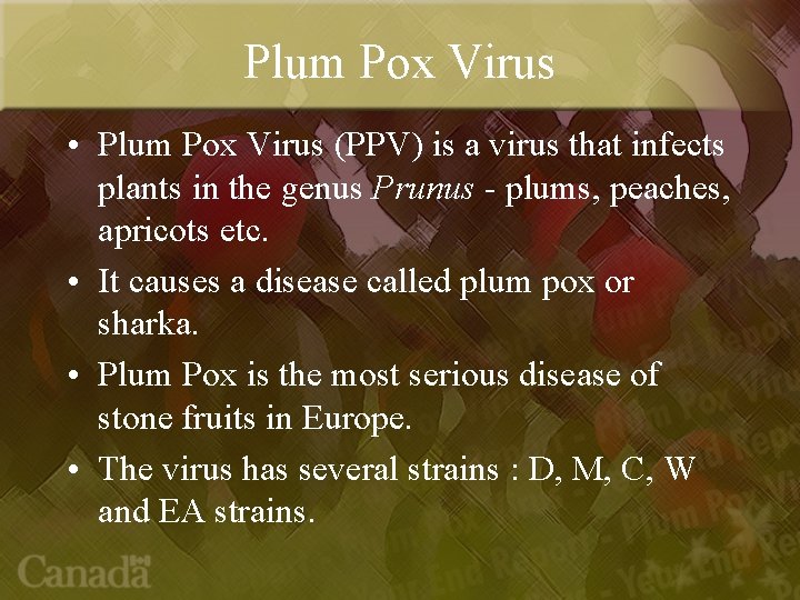 Plum Pox Virus • Plum Pox Virus (PPV) is a virus that infects plants