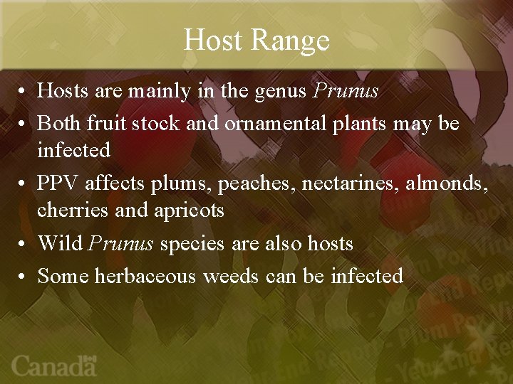 Host Range • Hosts are mainly in the genus Prunus • Both fruit stock