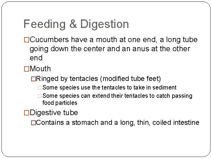 Class Holothuroidea Sea Cucumbers General Information Pickleshaped animals