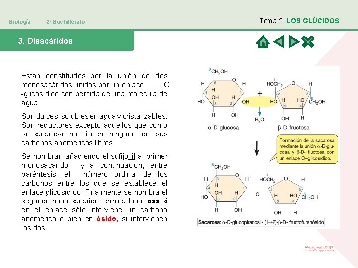 Biología 2º Bachillerato 3. Disacáridos Están constituidos por la unión de dos monosacáridos unidos