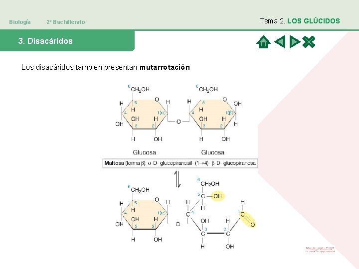 Biología 2º Bachillerato 3. Disacáridos Los disacáridos también presentan mutarrotación Tema 2. LOS GLÚCIDOS