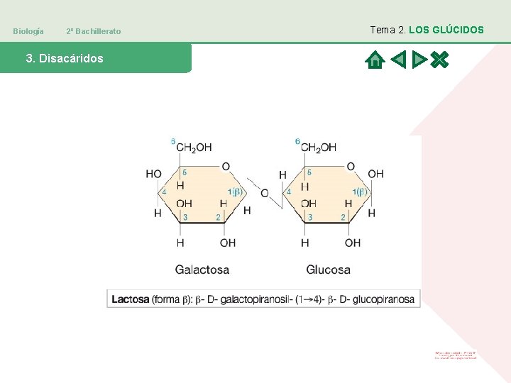 Biología 2º Bachillerato 3. Disacáridos Tema 2. LOS GLÚCIDOS 