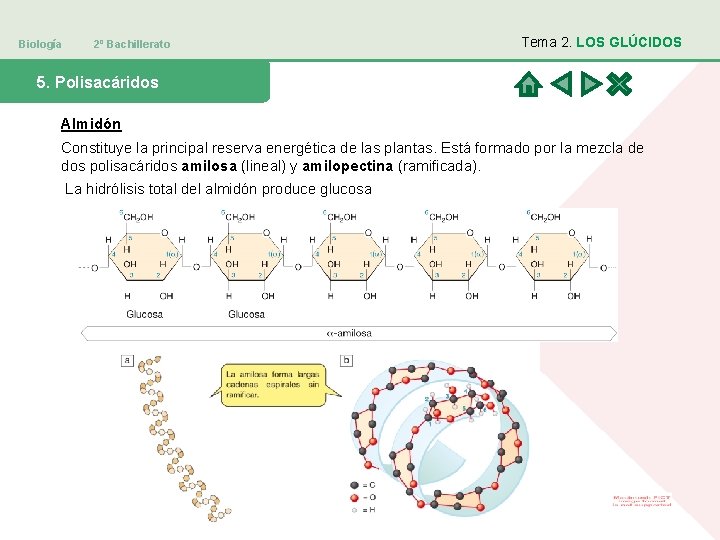 Biología 2º Bachillerato Tema 2. LOS GLÚCIDOS 5. Polisacáridos Almidón Constituye la principal reserva