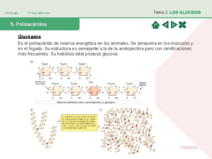 Biología 2º Bachillerato Tema 2. LOS GLÚCIDOS 5. Polisacáridos Glucógeno Es el polisacárido de